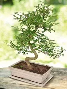 Árvores bonsai