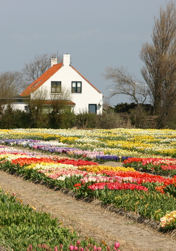 Bulbos de flores