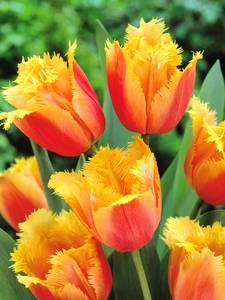 Tulipas com franjas
