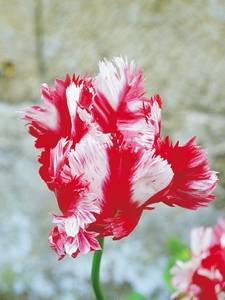papagaio tulipas