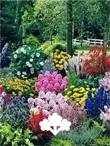 Combinações de plantas