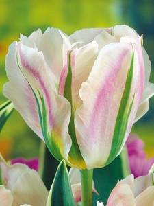 Tulipas Viridiflora