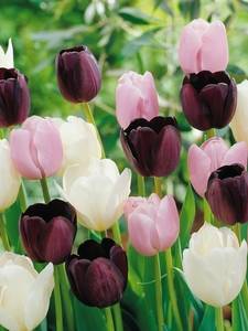 coleções de tulipas