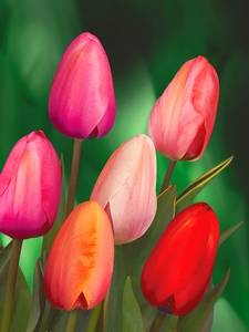 Darwin Tulipas
