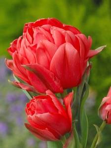 Tulipas Greigii