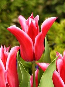 Tulipas com flor de lírio