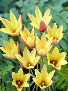 tulipas botânicas