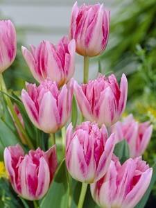 Tulipas floridas de peônia