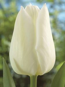 Tulipas do Triunfo