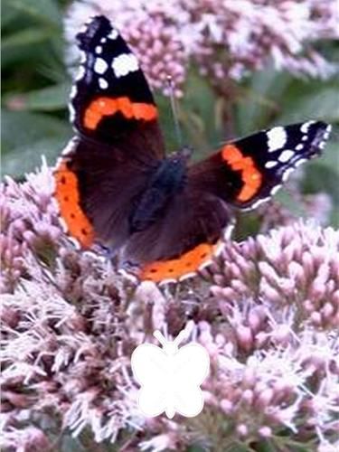 Plantas de borboleta