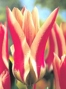 Tulipas Fosterianas