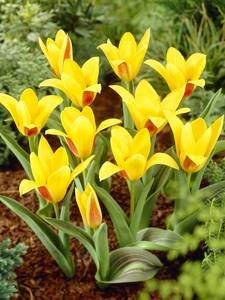 Tulipas Kaufmannianas