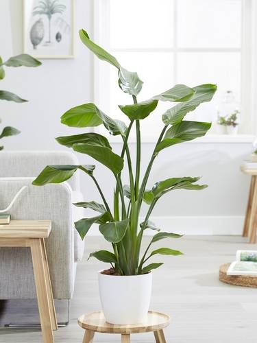 Strelitzia