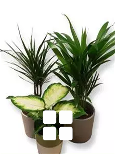 Todas as plantas de interior