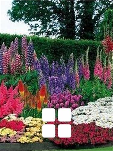 Todas as plantas de jardim