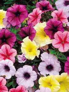 Plantas de Canteiro