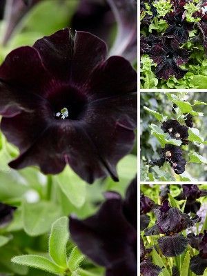 Plantas de Jardim Pretas