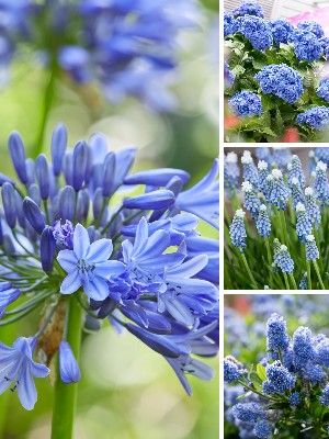 Plantas Azuis para Jardim