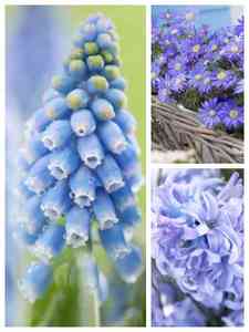 Bulbos de flores azuis