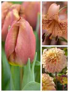 Bulbos de flores marrons