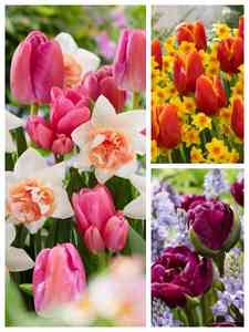 Bulbos de flores de cores diferentes