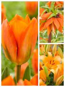 Bulbos de flor de laranjeira