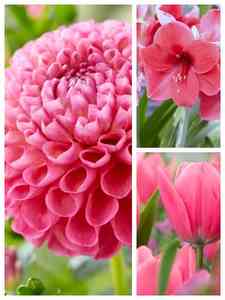 bulbos de flores rosa