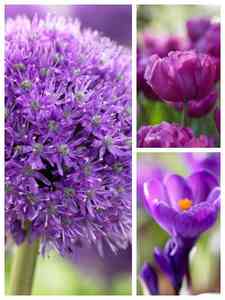 Bulbos de flores roxas