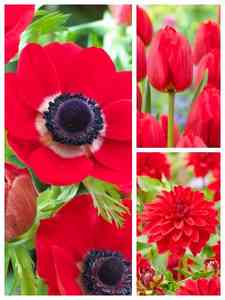 Bulbos de flores vermelhas