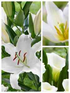 Bulbos de flores brancas