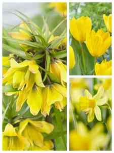 Bulbos de flores amarelas