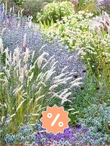 Plantas de jardim à venda