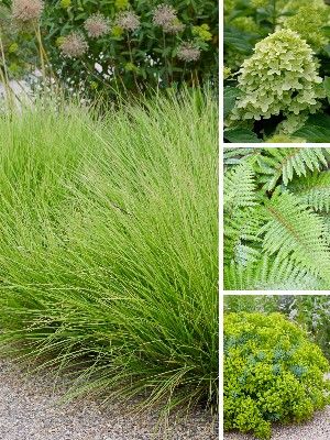 Plantas de jardim verdes