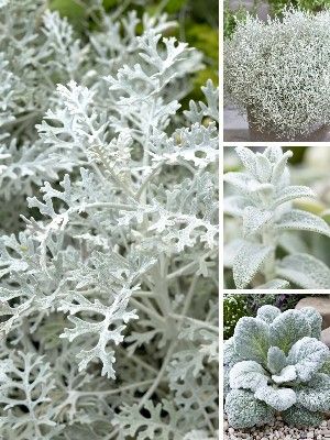 Plantas de Jardim Cinza