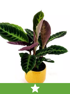 Novas plantas de interior