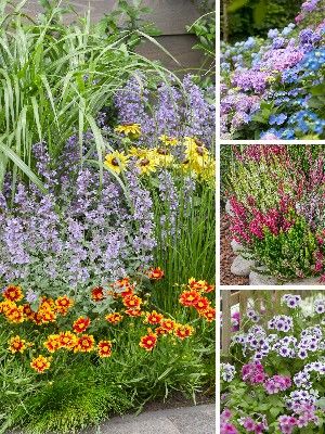 Plantas Coloridas do Jardim