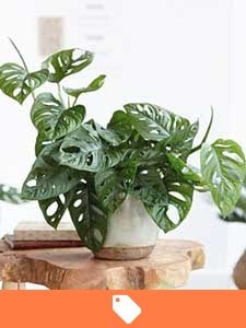 Plantas de interior à venda