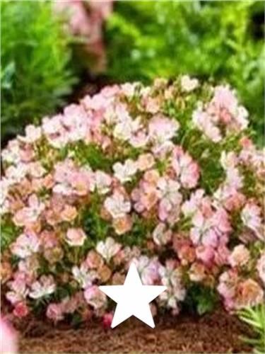 Novas plantas de jardim
