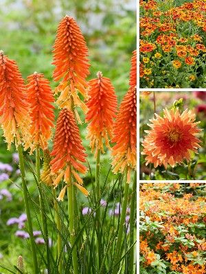 Plantas de jardim laranja