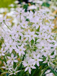 Ornithogalum