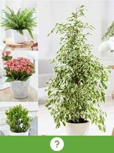 Outras plantas de interior