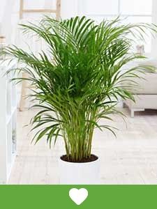 plantas de casa populares
