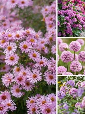 Plantas de Jardim Rosa