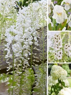Plantas de Jardim Brancas