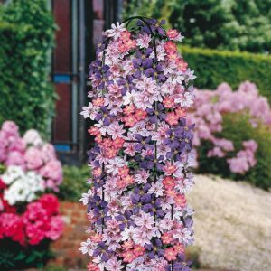 Obelisk Clematis Tri-Colour