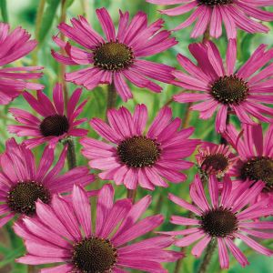Echinacea angustiflora Rock