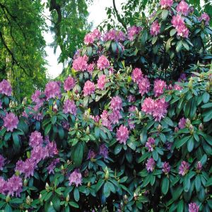 Rhodondendron catawbiense blue