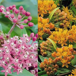 Asclepia Combo Cinderella Tuberosa