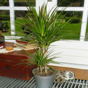 Standard Dracena Two Stams