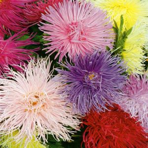 2 4122 Aster 'Unicum'